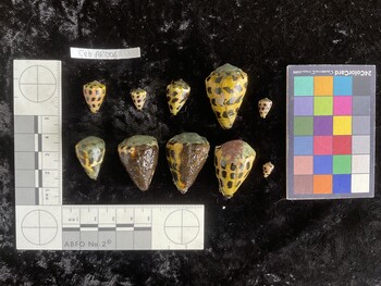 CebAR006; 17.5x12x15 dorsal photo thumbnail