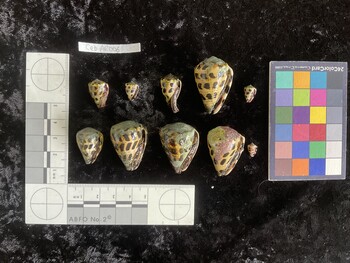 CebAR006; 17.5x12x15 ventral photo thumbnail