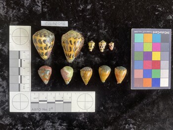 CebAR016; 36.5x24.5x30.5 dorsal photo thumbnail
