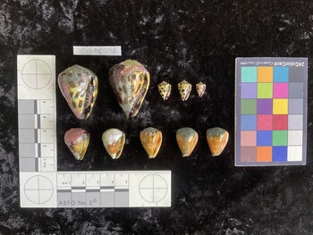 CebAR016; 36.5x24.5x30.5 ventral photo thumbnail