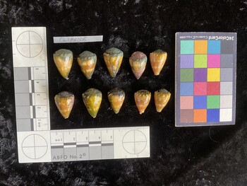 CmilAR006; 22x15x19.5 dorsal photo thumbnail