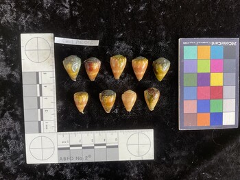 CmilAR016; 20x14x16 dorsal photo thumbnail