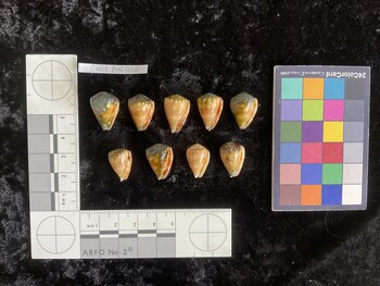 CmilAR016; 20x14x16 ventral photo thumbnail