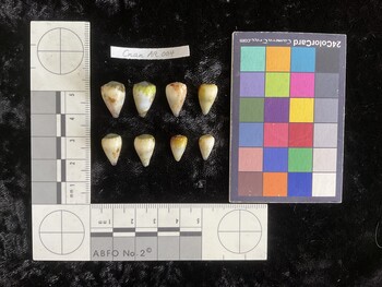 CnanAR004; 17x10.5x14 dorsal photo thumbnail