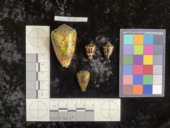 CchAR001; 17.5x12x14 dorsal photo thumbnail