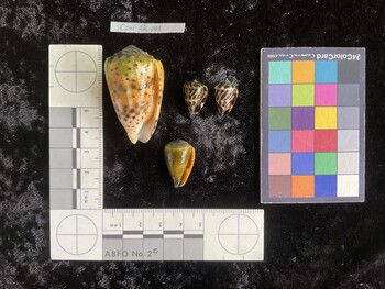 CchAR001; 17.5x12x14 ventral photo thumbnail
