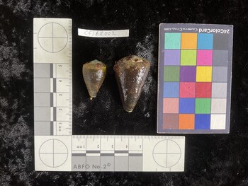 CflAR003; 38.5x23.5x34 dorsal photo thumbnail