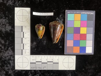 CflAR003; 38.5x23.5x34 ventral photo thumbnail