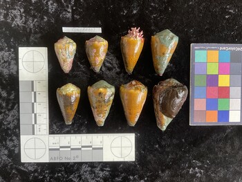 CsangAR001; 32x19.5x26.5 dorsal photo thumbnail
