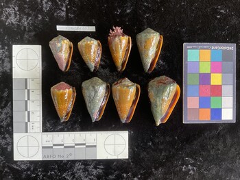 CsangAR001; 32x19.5x26.5 ventral photo thumbnail