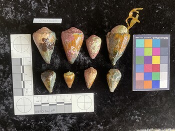 CfrigAR001; 32x20.5x26.5 dorsal photo thumbnail