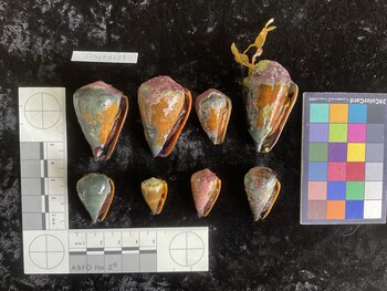 CfrigAR001; 32x20.5x26.5 ventral photo thumbnail