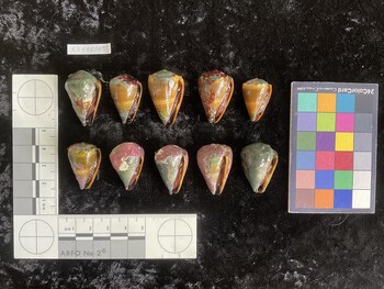 ClivAR005; 31x19.5x24.5 ventral photo thumbnail