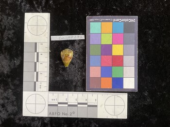 CmilAR032; 19x12.5x15 dorsal photo thumbnail