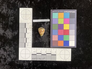 CmilAR032; 19x12.5x15 ventral photo thumbnail
