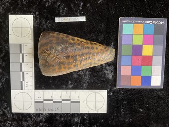 CleoAR001; 72.5x44x67 dorsal photo thumbnail