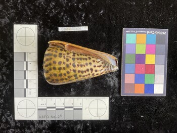 CleoAR001; 72.5x44x67 ventral photo thumbnail