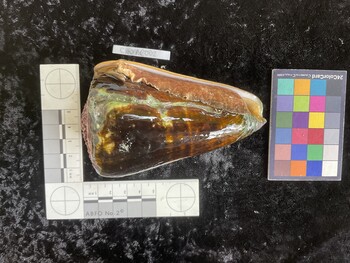 CleoAR002; 107*x65.5x101 ventral photo thumbnail