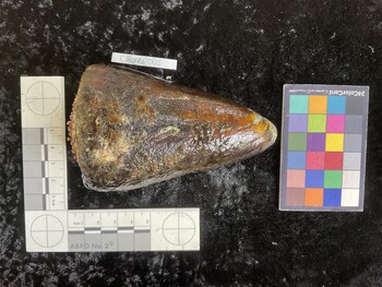 CleoAR002; 107*x65.5x101 dorsal photo thumbnail