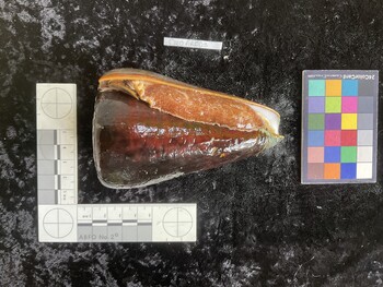 CleoAR003; 109.5x68.5x108.5 ventral photo thumbnail