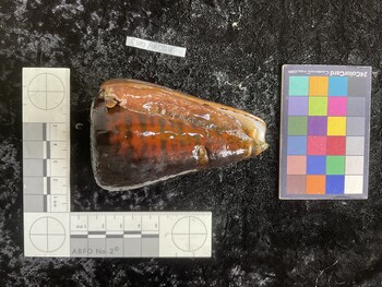 CleoAR004; 85x54.5x82.5 ventral photo thumbnail
