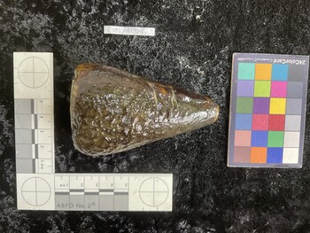 CleoAR004; 85x54.5x82.5 dorsal photo thumbnail