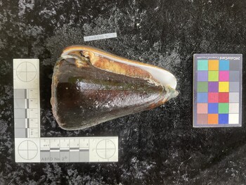CleoAR005; 114.5x74.5x104 ventral photo thumbnail