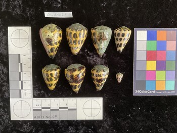 CebAR021; 36.5x24.5x31.5 dorsal photo thumbnail