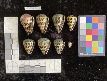 CebAR021; 36.5x24.5x31.5 ventral photo thumbnail
