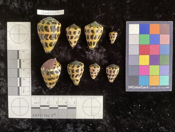 CebAR029; 37x24.5x30.5 dorsal photo thumbnail