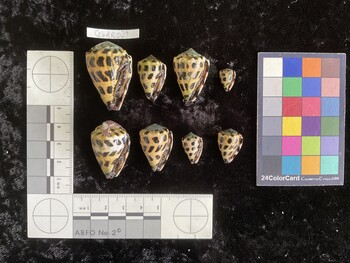 CebAR029; 37x24.5x30.5 ventral photo thumbnail
