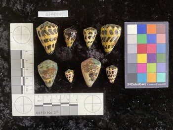 CebAR045; 35.5x23x30 dorsal photo thumbnail