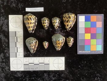 CebAR045; 35.5x23x30 ventral photo thumbnail