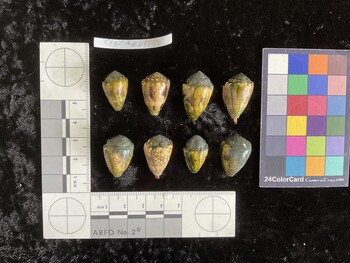 CcorAR013; 26.5x16.5x19.5 dorsal photo thumbnail