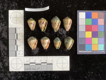 CcorAR013; 26.5x16.5x19.5 ventral photo thumbnail