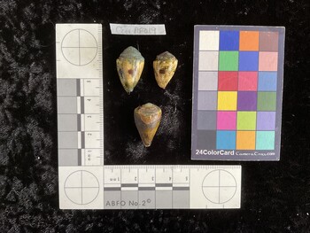 CcorAR019; 24.5x15.5x17.5 dorsal photo thumbnail