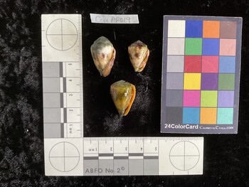 CcorAR019; 24.5x15.5x17.5 ventral photo thumbnail