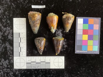CflAR004; 34.5x22x33 dorsal photo thumbnail
