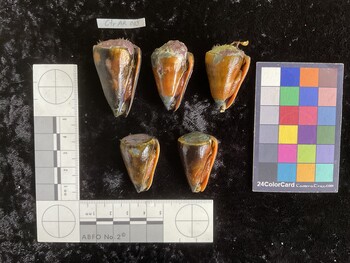 CflAR004; 34.5x22x33 ventral photo thumbnail