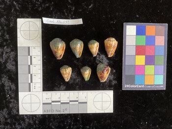 CmilAR033; 23.5x16x18.5 ventral photo thumbnail
