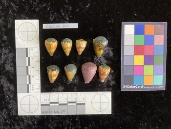 CmilAR040; 19.5x13.5x16 dorsal photo thumbnail