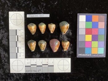 CmilAR040; 19.5x13.5x16 ventral photo thumbnail