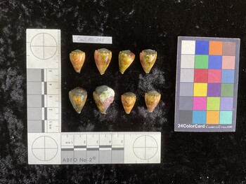 CmilAR048; 17.5x11.5x14 dorsal photo thumbnail