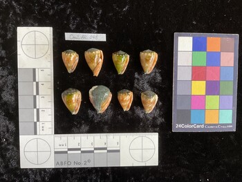 CmilAR048; 17.5x11.5x14 ventral photo thumbnail