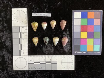 CmilAR056; 16x10.5x13.5 dorsal photo thumbnail