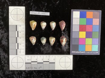 CmilAR056; 16x10.5x13.5 ventral photo thumbnail