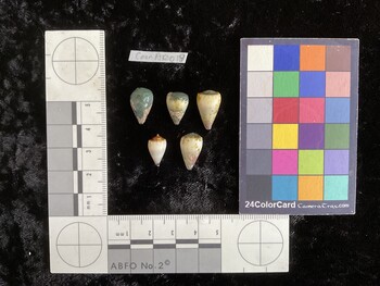 CnanAR019; 15.5x10x13 dorsal photo thumbnail