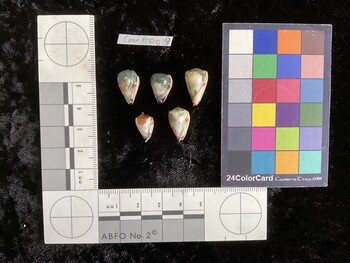 CnanAR019; 15.5x10x13 ventral photo thumbnail