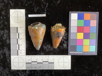 CsangAR011; 48x28.5x42 dorsal photo thumbnail