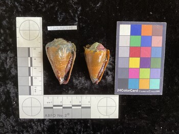 CsangAR011; 48x28.5x42 ventral photo thumbnail